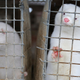 Minks look out of a cage at a fur farm in the village of Litusovo in Belarus.